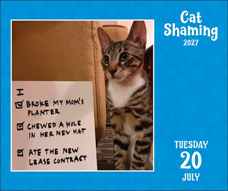 AMC Cat Shaming 2027 Day-to-Day Calendar
