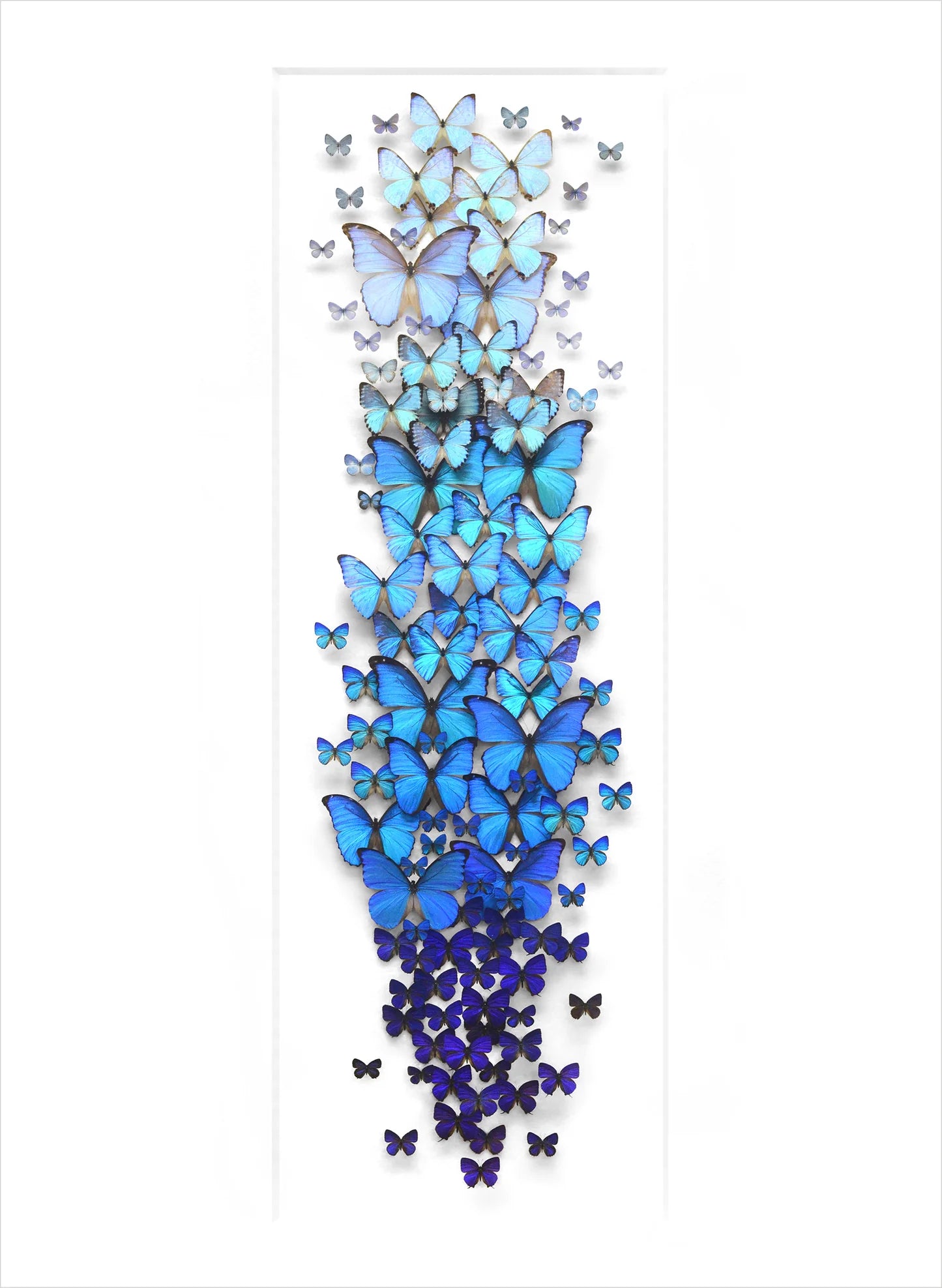 Biophilia: The Art of Christopher Marley Book of Postcards