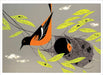 Birds by Charley Harper - Book of Postcards    