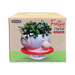 STRM Snail and Mushroom Planter