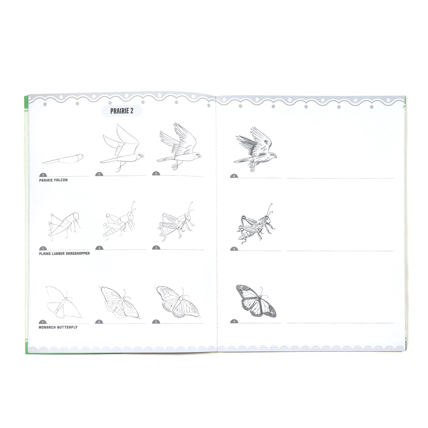 eeBoo Learn To Draw Bugs, Birds, & Butterflies