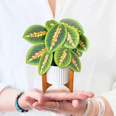 FRCC Mini Prayer Plant
