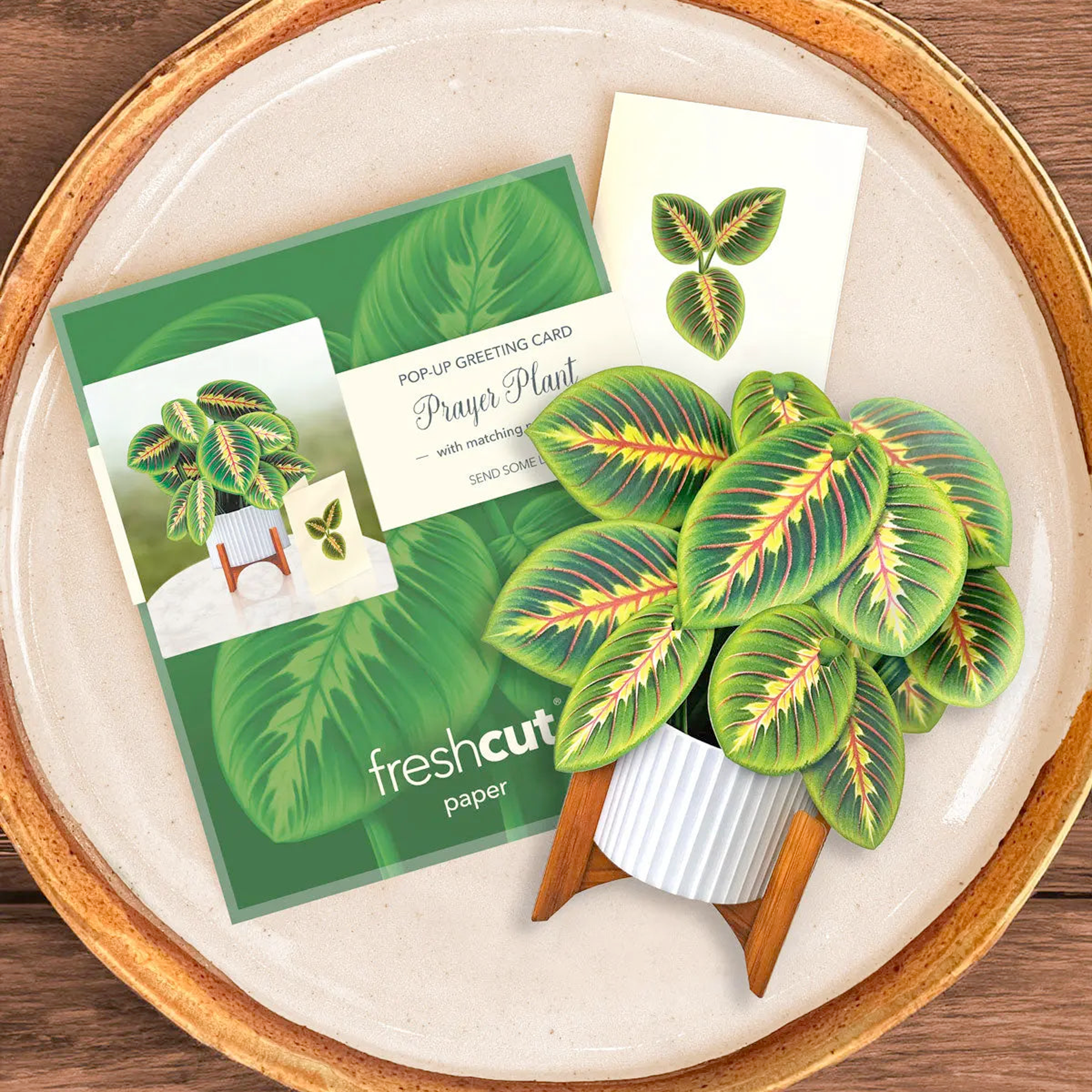 FRCC Mini Prayer Plant