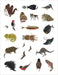Charley Harper Tree of Life Sticker Book
