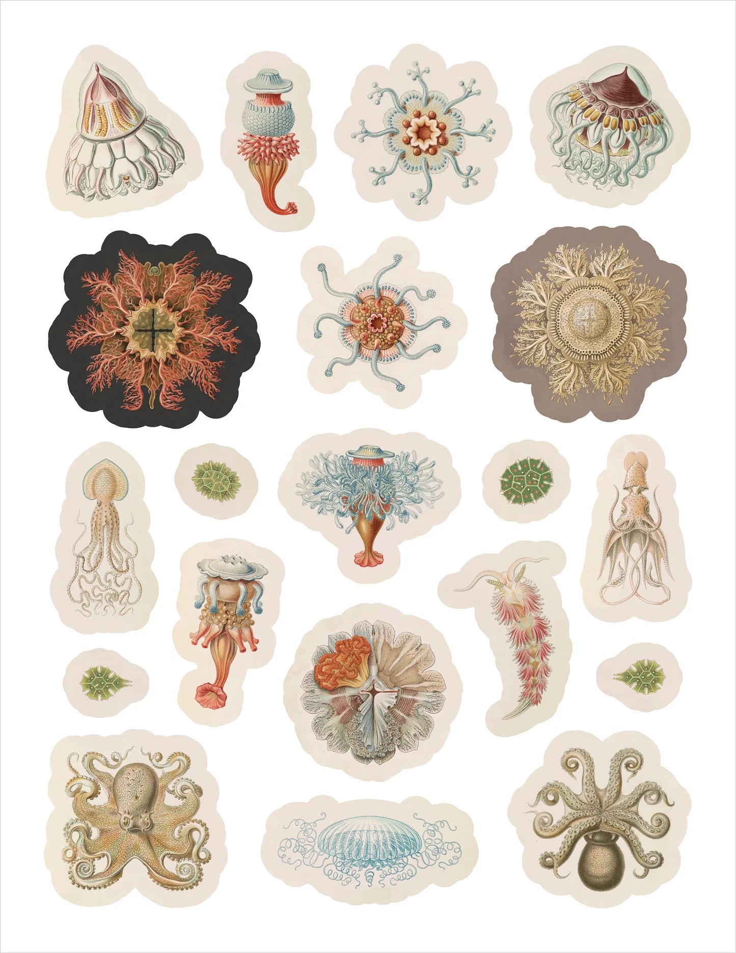 POM Ernst Haeckel: Art Forms in Nature Sticker Book