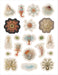 POM Ernst Haeckel: Art Forms in Nature Sticker Book