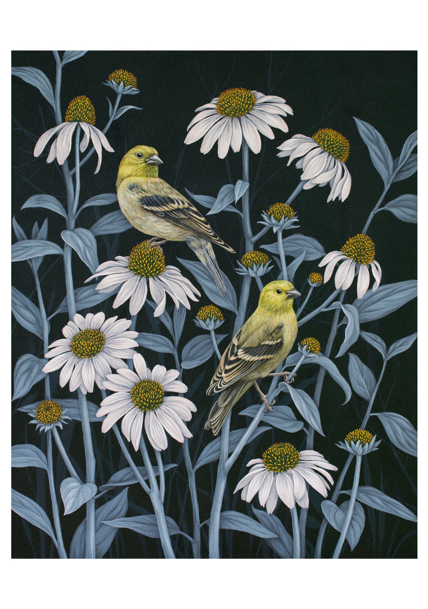 Vasilisa Romanenko: Birds of A Feather Boxed Assorted Note Cards