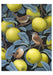 Vasilisa Romanenko: Birds of A Feather Boxed Assorted Note Cards