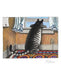 POM B. Kliban: CatCalendar 2027 Mini Wall Calendar