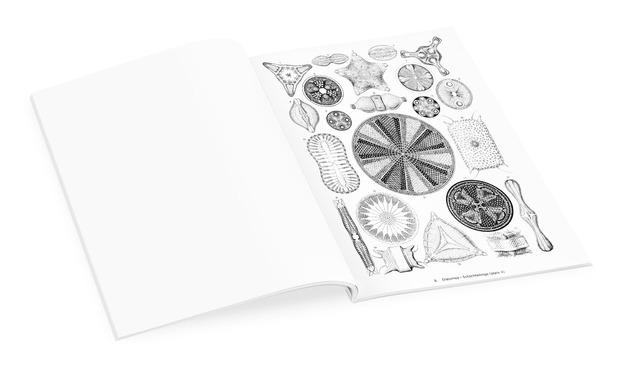 Ernst Haeckel Art Forms in Nature    