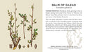 Knowledge Cards - Herbs and Medicinal Plants