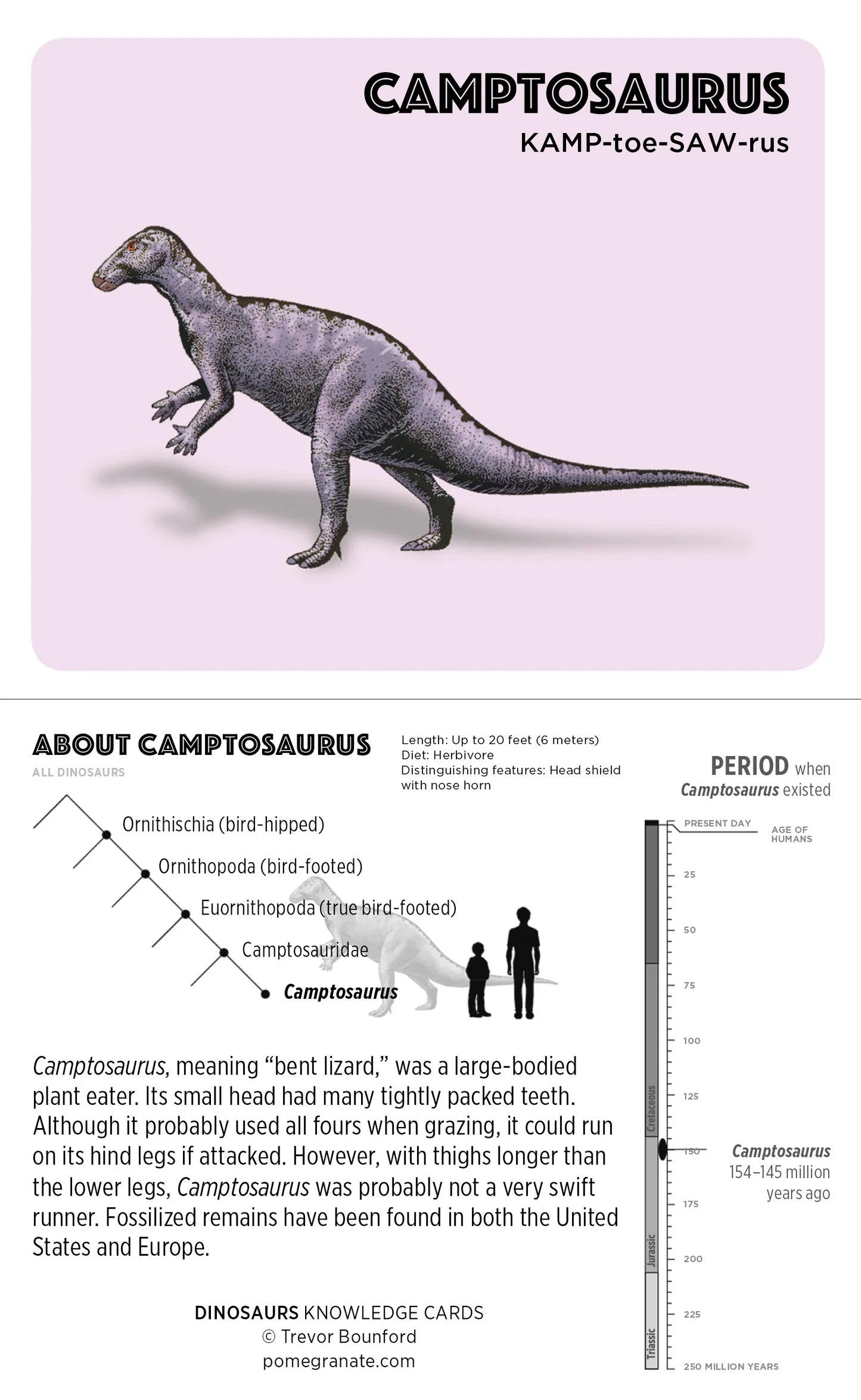 Knowledge Cards - Dinosaurs