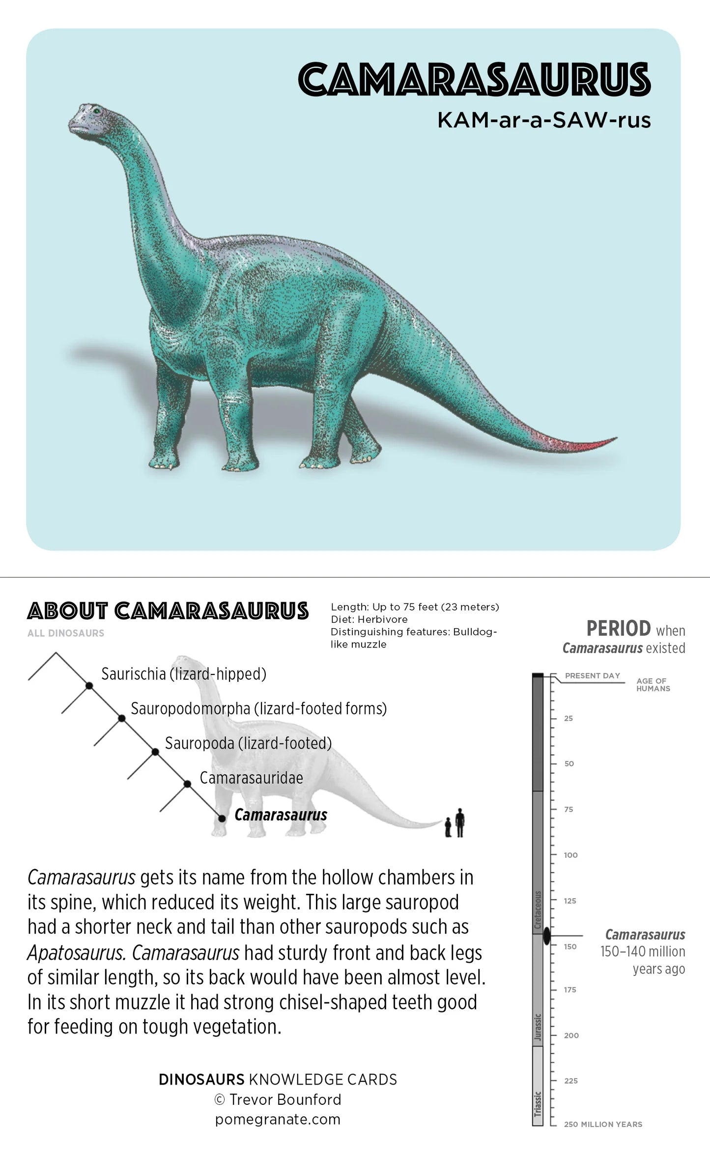 Knowledge Cards - Dinosaurs