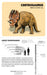 Knowledge Cards - Dinosaurs