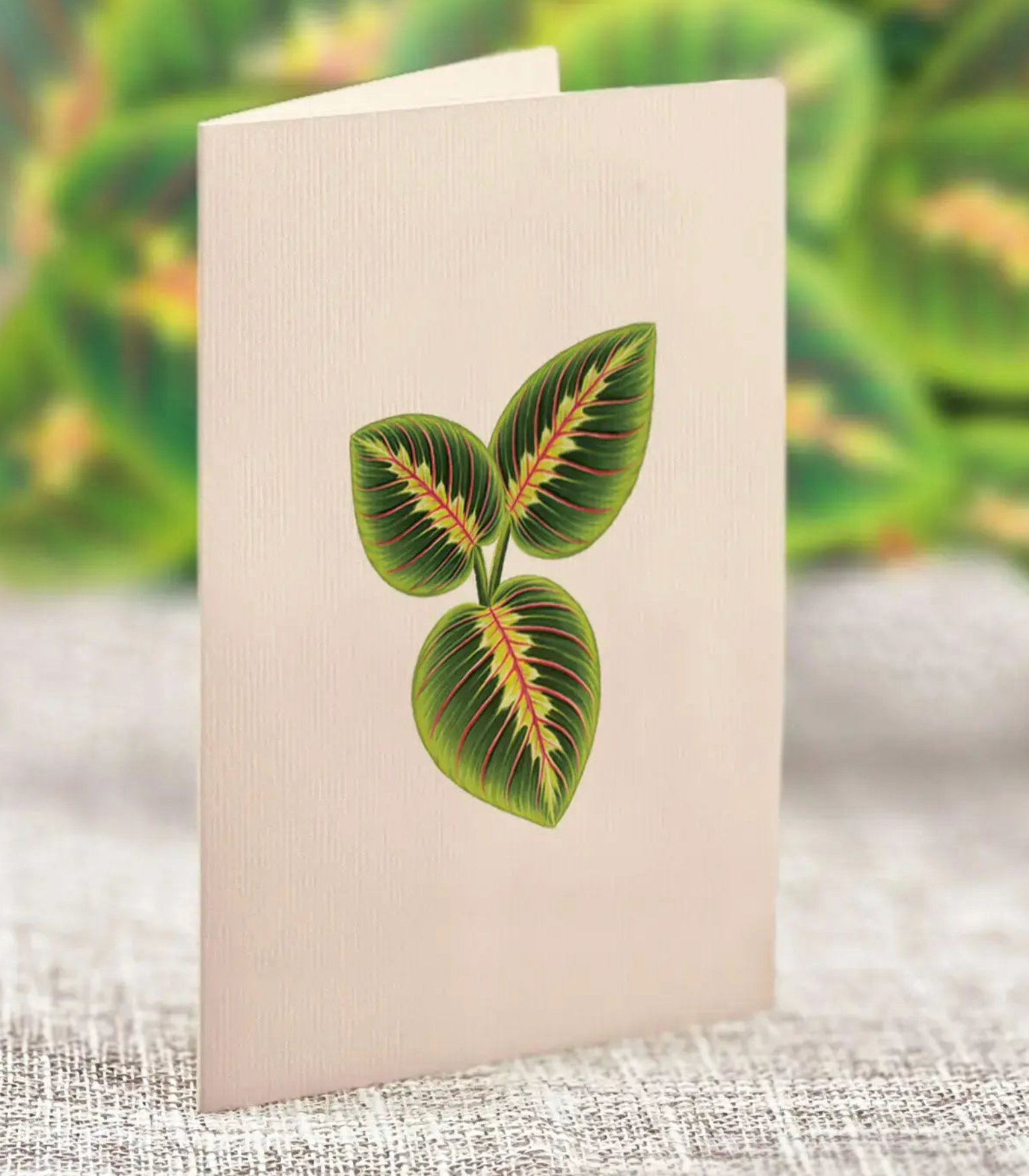 FRCC Mini Prayer Plant