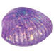 TTN 2.25" Squeezy Sugar Sea Shell (Single) - Random Color
