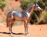 BRYR AQHA | 85th Anniversary Best Remuda