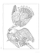 DVR Creative Haven® Coloring Book: Audubon Birds