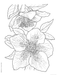 DVR Creative Haven® Coloring Book: In Full Bloom