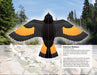 DVR Fantastic Press-Out Flying Birds
