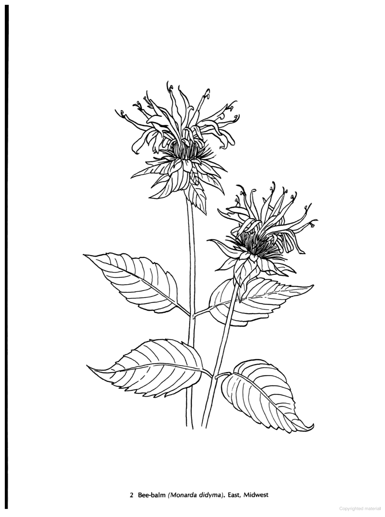 DVR American Wild Flowers Coloring Book