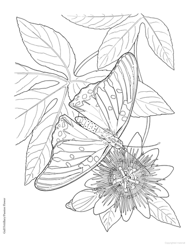 DVR Creative Haven® Coloring Book: Butterfly Gardens