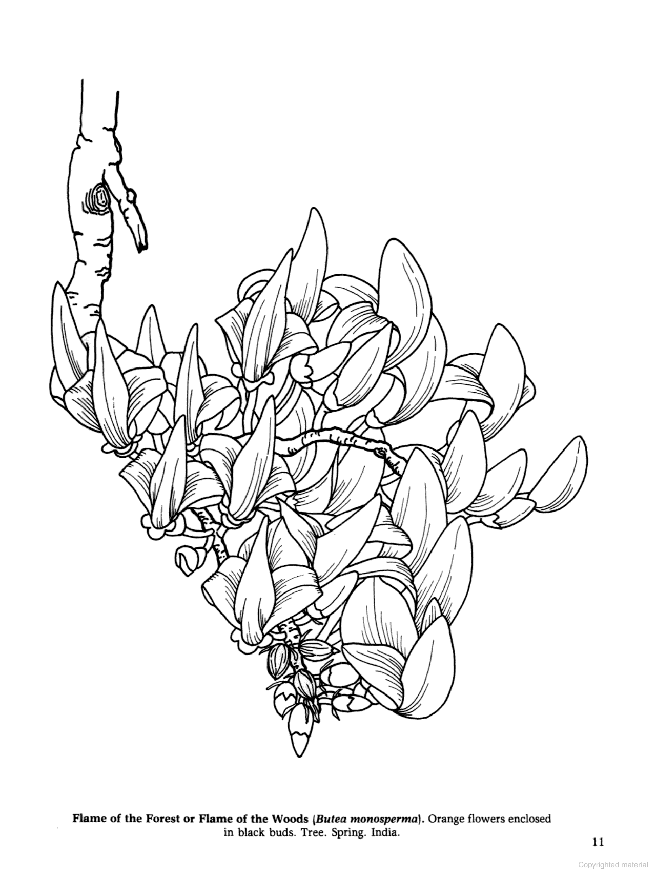 Tropical Flowers of the World Coloring Book