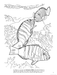 DVR Great Barrier Reef Coloring Book