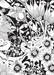 Bliss Flowers Coloring Book