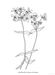DVR American Wild Flowers Coloring Book