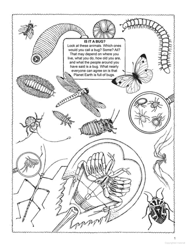 My First Book About Bugs - Coloring Book