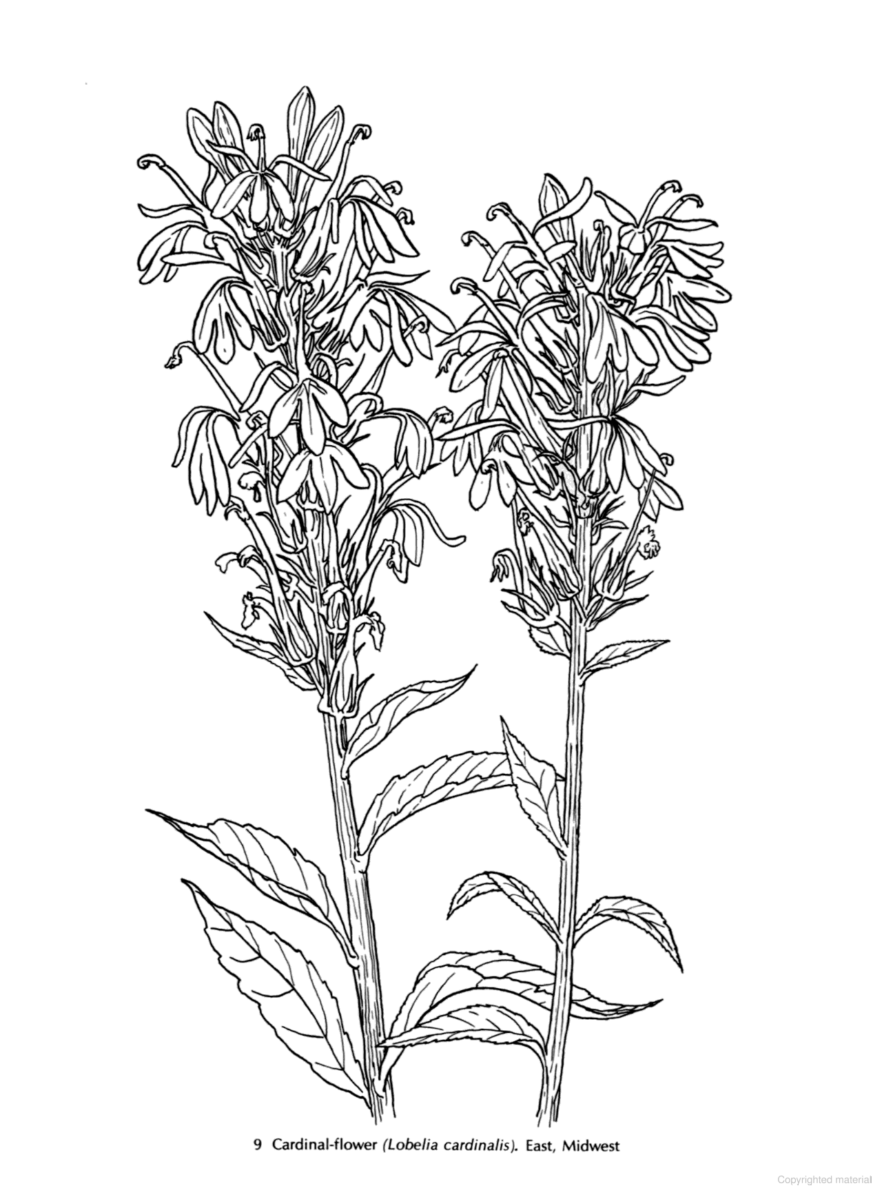 DVR American Wild Flowers Coloring Book