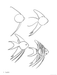 How to Draw Aquarium Animals