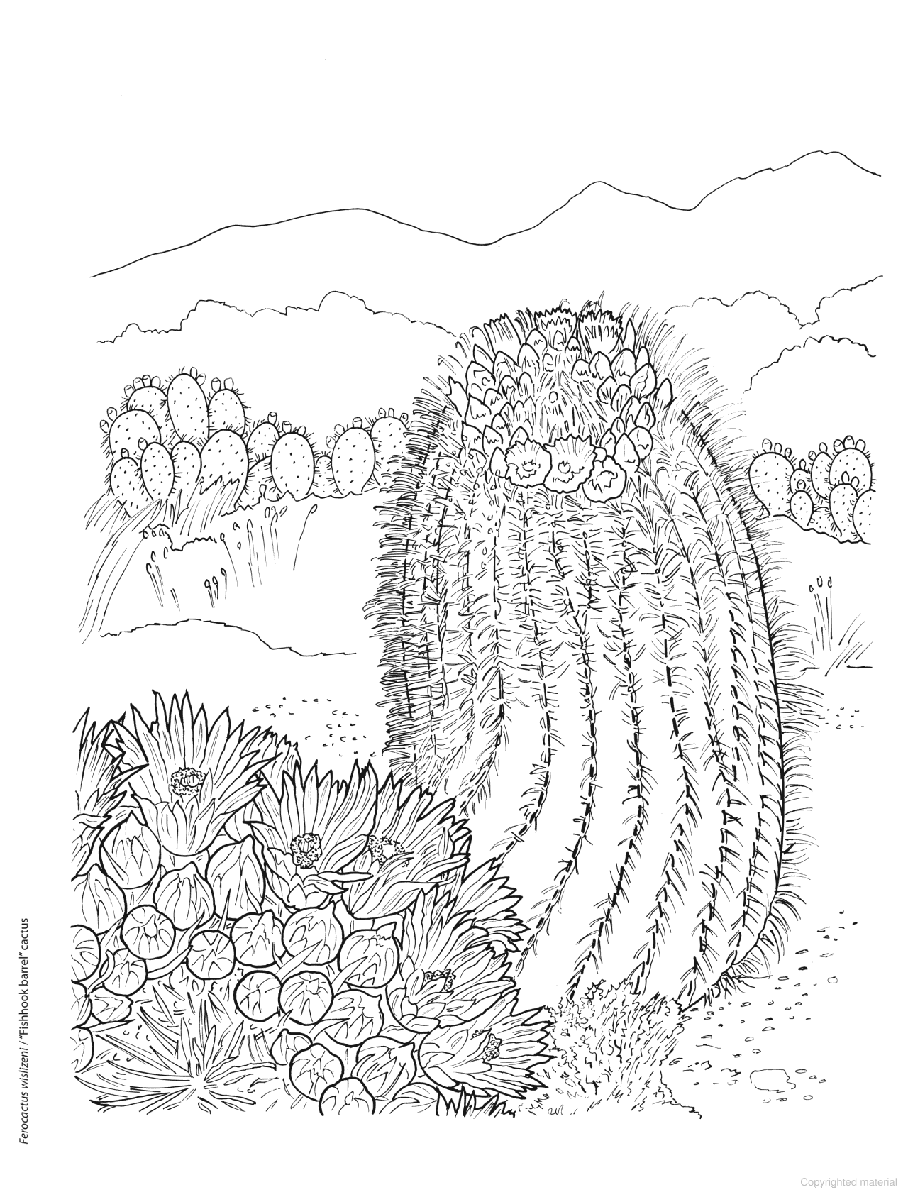 DVR Creative Haven® Coloring Book: Desert Blooms