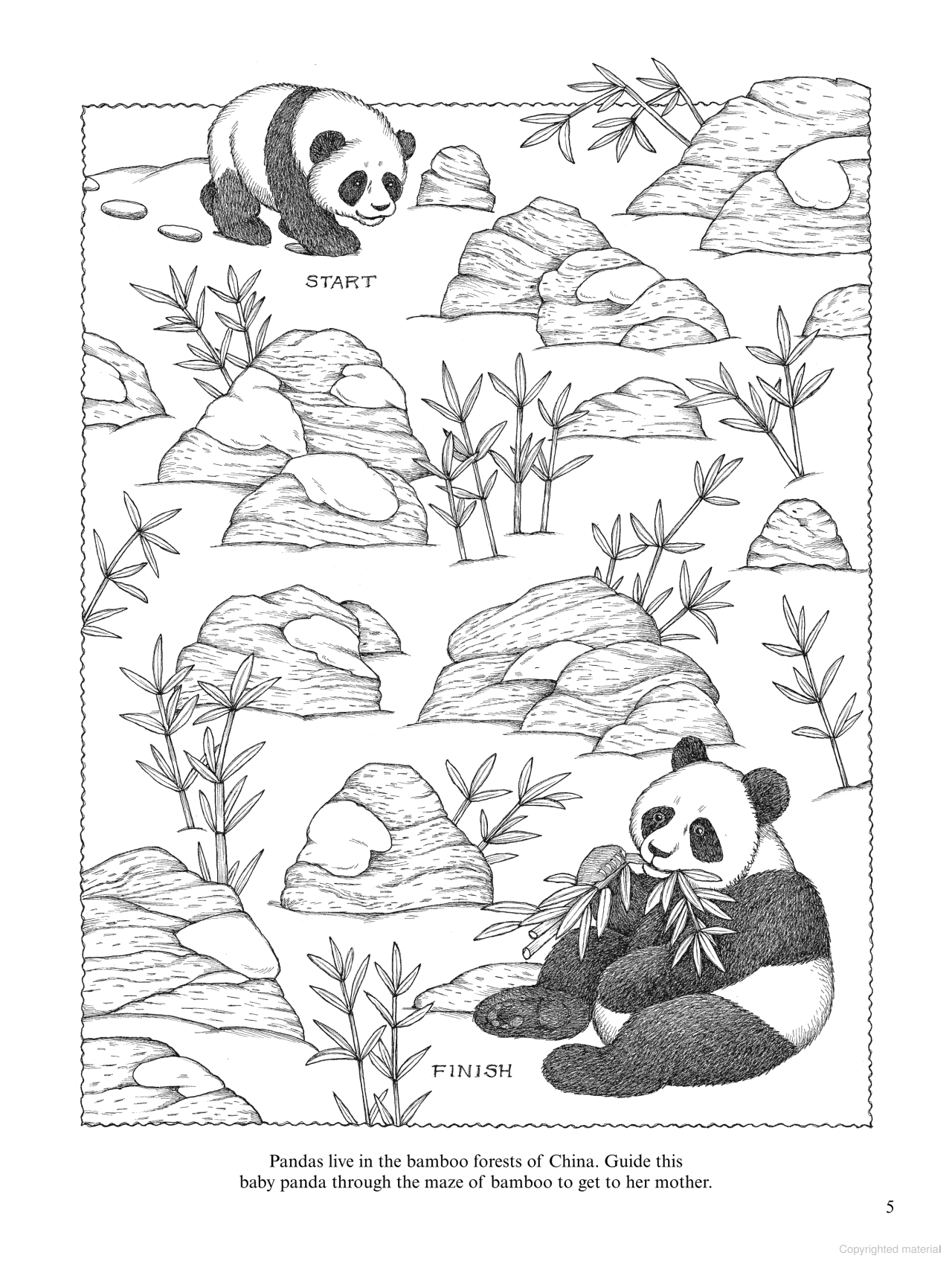 DVR Wild Animals Activity Book
