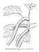 Tropical Flowers of the World Coloring Book