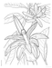 DVR Creative Haven® Coloring Book: Tropical Blooms
