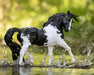 BRYR Spanish Horse | Breyer 75th Anniversary