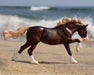 BRYR Surfer's Riptide | Chincoteague Pony