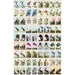 MSTR Audubon Memory Game