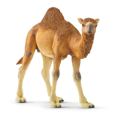 Schleich -  Dromedary    
