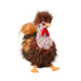 Ricardo Rooster    