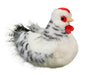 Salty Black and White Hen    