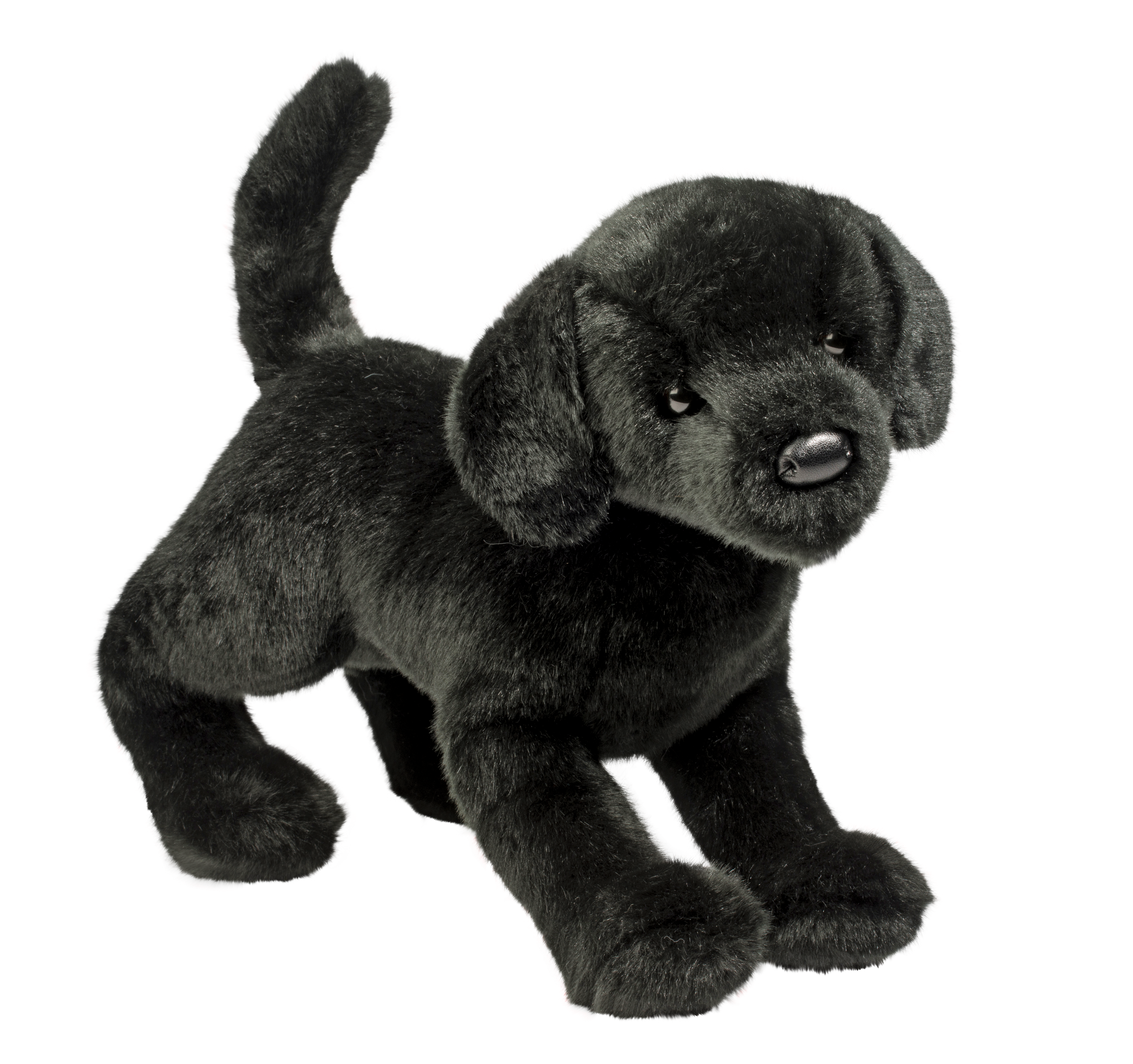 Chester Black Lab    