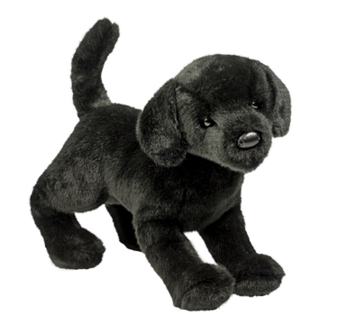 Chester Black Lab    