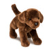 C.C. Bean Chocolate Lab    