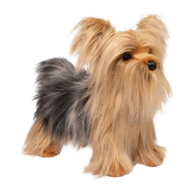 Brenton Yorkie    