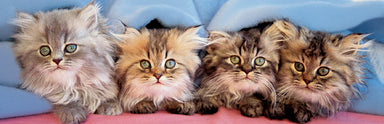 Cats Under A Blanket 750 Piece Puzzle    