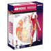 4D Human Anatomy - Muscle & Skeleton Model    