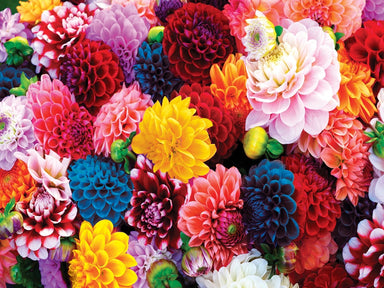 Beautiful Blooms 500 Piece Puzzle